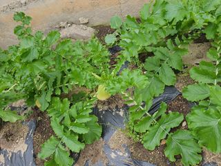 초보농부님의 작성글 사진