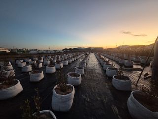 박영희님의 블루베리 · 영농일지 작성글 사진