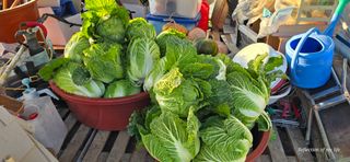 산골아찌님의 배추 · 영농일지 작성글 사진