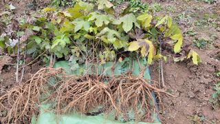 김홍중님의 기타작물 · 영농일지 작성글 사진