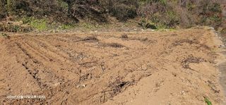 장용선 사진작가농부님의 기타작물 · 영농일지 작성글 사진