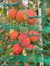 팜모닝 사과·영농일지 게시글 이미지