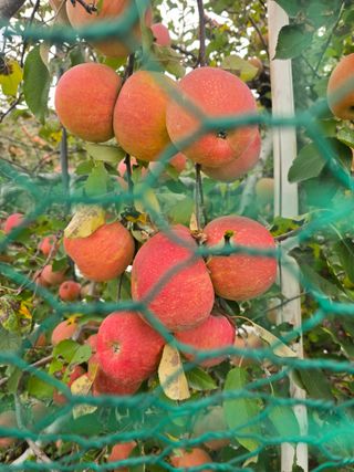 최동구님의 사과 · 영농일지 작성글 사진