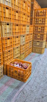 팜모닝 사과·영농일지 게시글 이미지