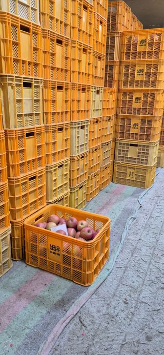 강성분님의 사과 · 영농일지 작성글 사진