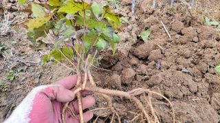 김홍중님의 기타작물 · 영농일지 작성글 사진