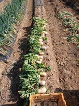 팜모닝 기타작물·영농일지 게시글 이미지