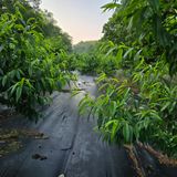 팜모닝 복숭아·영농일지 게시글 이미지