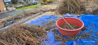 산골아찌님의 들깨 · 영농일지 작성글 사진