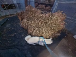 원인호님의 마늘 · 영농일지 작성글 사진