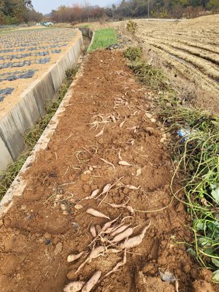 최병우님의 콩 · 영농일지 작성글 사진