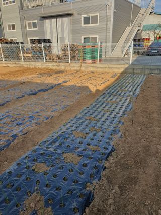 정병학님의 시금치 · 영농일지 작성글 사진