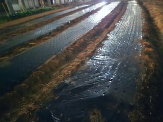 뚜벅이님의 기타작물 · 영농일지 작성글 사진