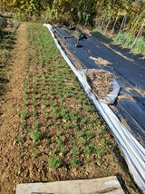 팜모닝 기타작물·영농일지 게시글 이미지