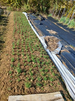 땅콩맘님의 기타작물 · 영농일지 작성글 사진