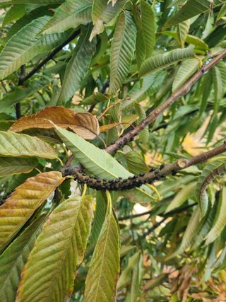 김용대님의 기타작물 · 영농일지 작성글 사진