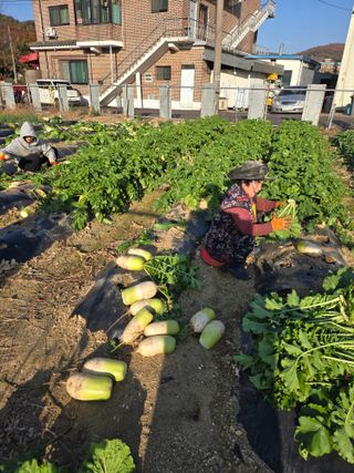 뚜벅이님의 기타작물 · 영농일지 작성글 사진