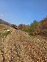 팜모닝 콩·영농일지 게시글 이미지