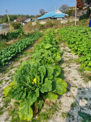 이규현님의 기타작물 · 영농일지 작성글 사진