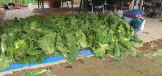 박상중님의 배추 · 영농일지 작성글 사진