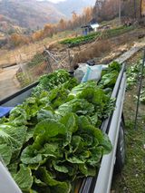 팜모닝 기타작물·영농일지 게시글 이미지