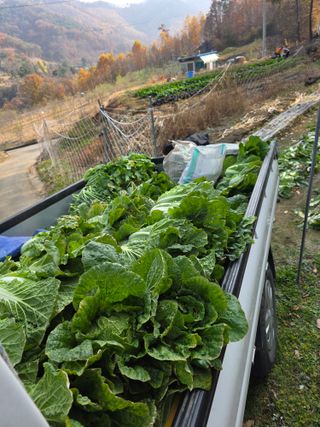 행운아님의 기타작물 · 영농일지 작성글 사진