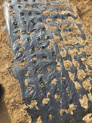 정병학님의 시금치 · 영농일지 작성글 사진