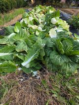 팜모닝 복숭아·영농일지 게시글 이미지