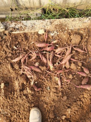 최병우님의 콩 · 영농일지 작성글 사진