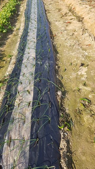 최춘득 청대산 님의 두릅 · 영농일지 작성글 사진