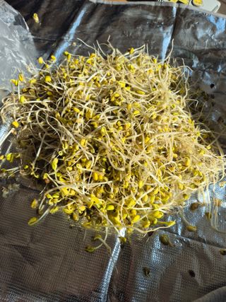 참깨10143님의 기타작물 · 영농일지 작성글 사진