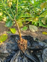 팜모닝 기타작물·영농일지 게시글 이미지