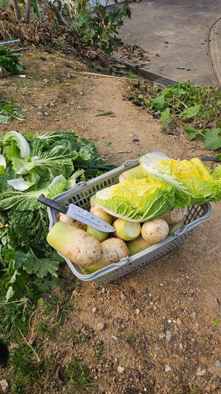 이순정님의 기타작물 · 영농일지 작성글 사진