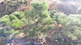 이정운님의 기타작물 · 영농일지 작성글 사진