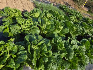 김재희님의 배추 · 영농일지 작성글 사진