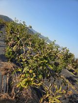 팜모닝 기타작물·영농일지 게시글 이미지