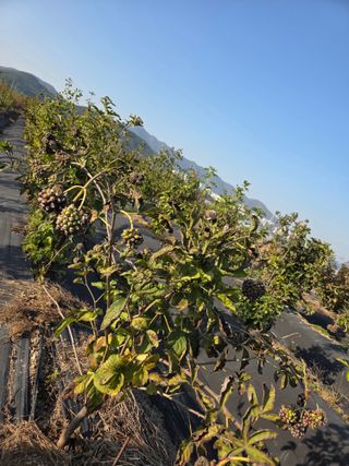 김재희님의 기타작물 · 영농일지 작성글 사진