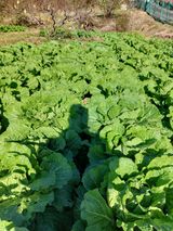 팜모닝 기타작물·영농일지 게시글 이미지