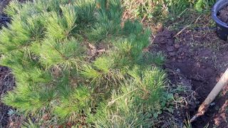 이정운님의 기타작물 · 영농일지 작성글 사진