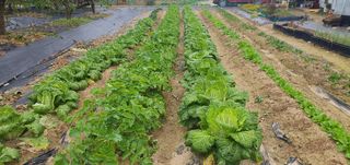 박상중님의 배추 · 영농일지 작성글 사진