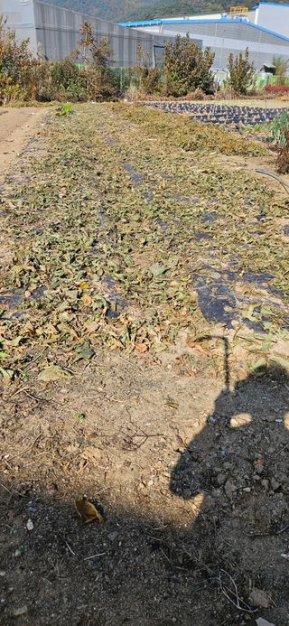 귀농인님의 콩 · 영농일지 작성글 사진