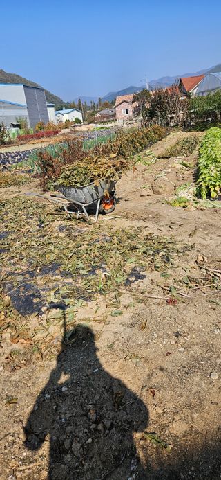 귀농인님의 콩 · 영농일지 작성글 사진