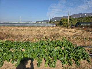 김재희님의 배추 · 영농일지 작성글 사진
