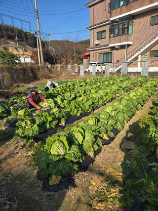 뚜벅이님의 기타작물 · 영농일지 작성글 사진