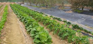 박상중님의 배추 · 영농일지 작성글 사진