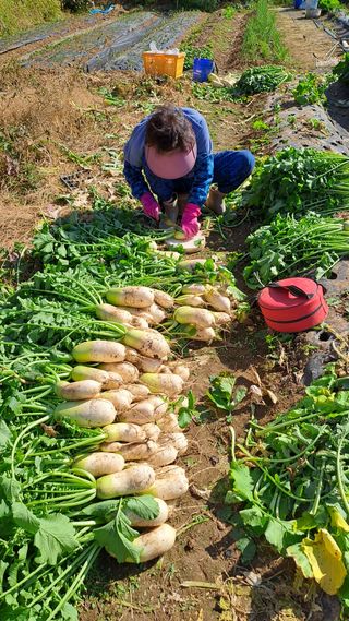 서은숙님의 기타작물 · 영농일지 작성글 사진