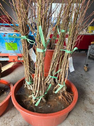 김정훈님의 복숭아 · 영농일지 작성글 사진