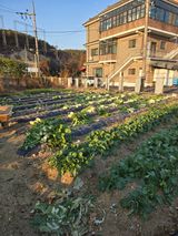 팜모닝 기타작물·영농일지 게시글 이미지