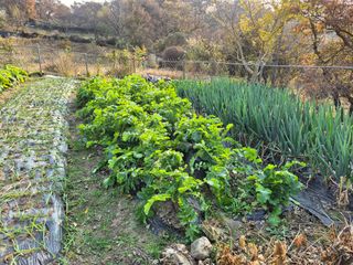이준영님의 기타작물 · 영농일지 작성글 사진