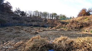 조연만님의 기타작물 · 영농일지 작성글 사진